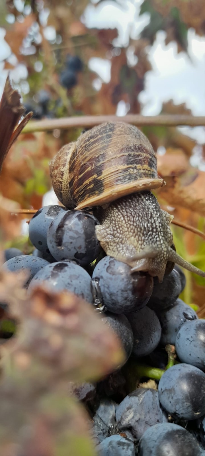 AgroWine Consultoria